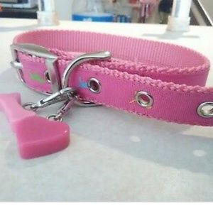 Iso these collars and leashes